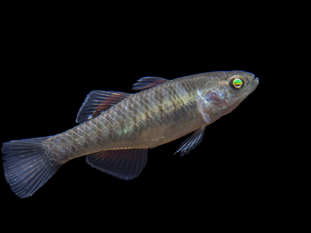 Empire Gudgeon (Hypseleotris compressa)