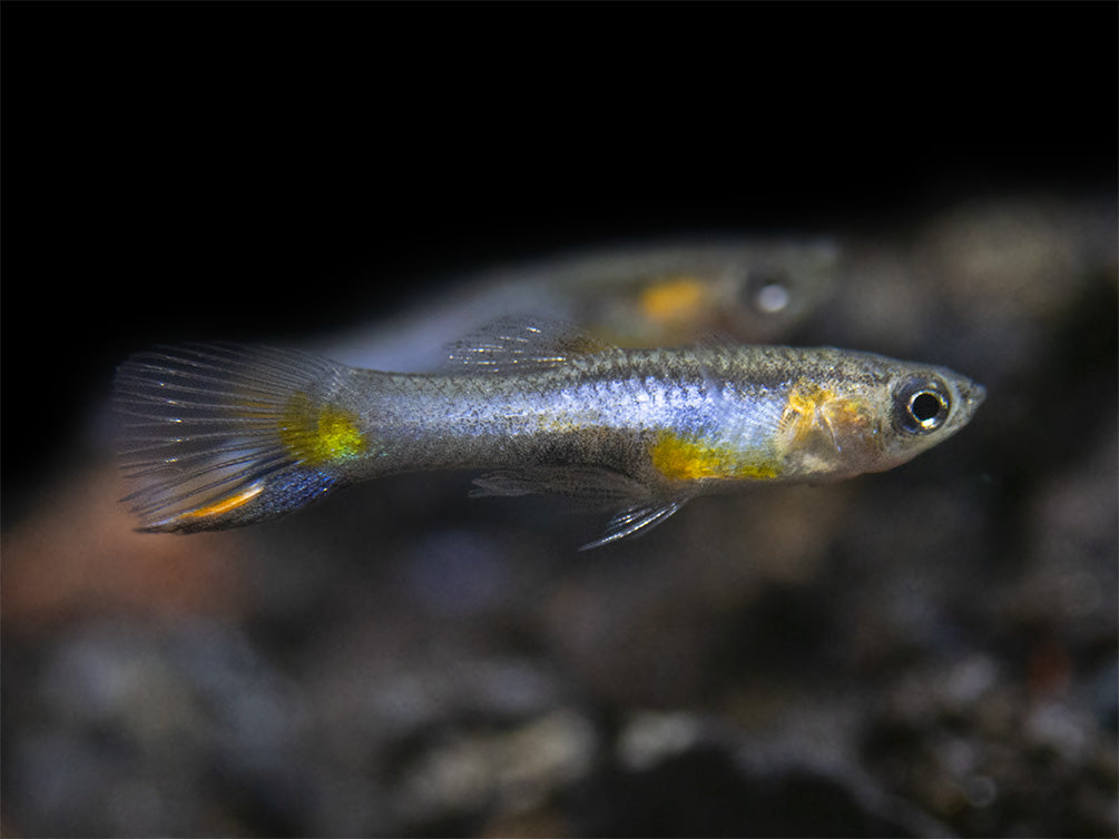 French Blue Star Endler’s Livebearer (Poecilia wingei) - Male, Tank-Bred