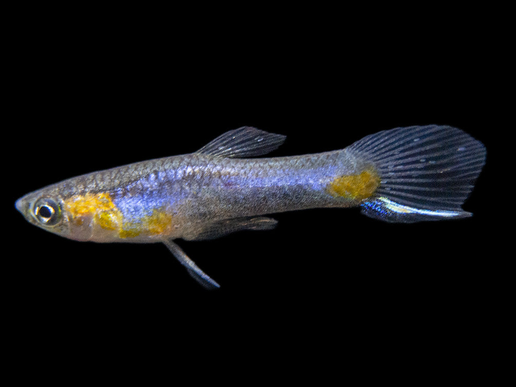 French Blue Star Endler’s Livebearer (Poecilia wingei) - Male, Tank-Bred