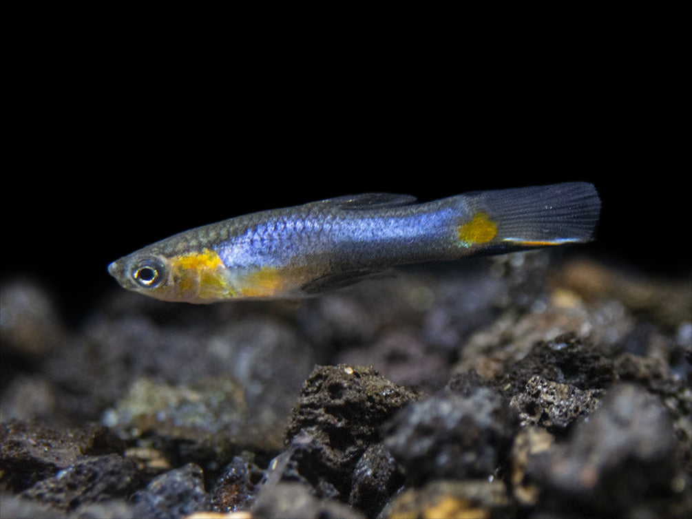 French Blue Star Endler’s Livebearer (Poecilia wingei) - Male, Tank-Bred