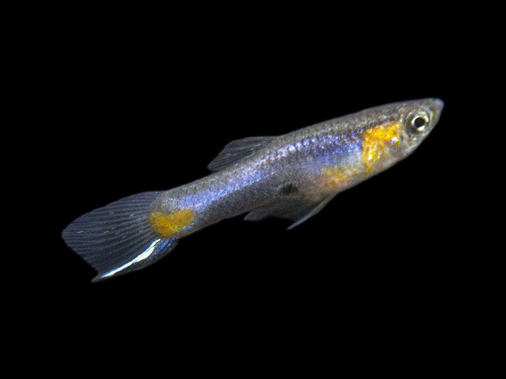 French Blue Star Endler’s Livebearer (Poecilia wingei) - Male, Tank-Bred