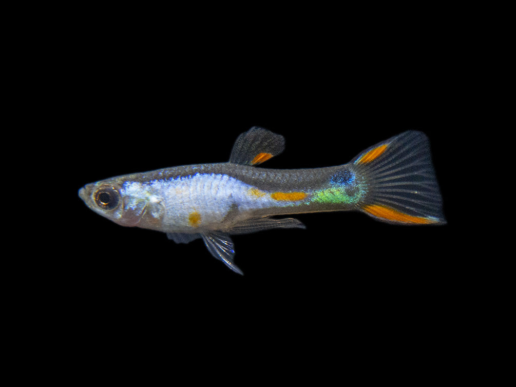 El Silverado Endler’s Livebearer (Poecilia wingei "El Silverado") - Male, Tank-Bred