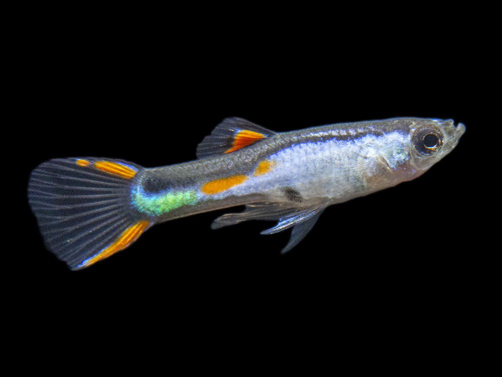 El Silverado Endler’s Livebearer (Poecilia wingei "El Silverado") - Male, Tank-Bred