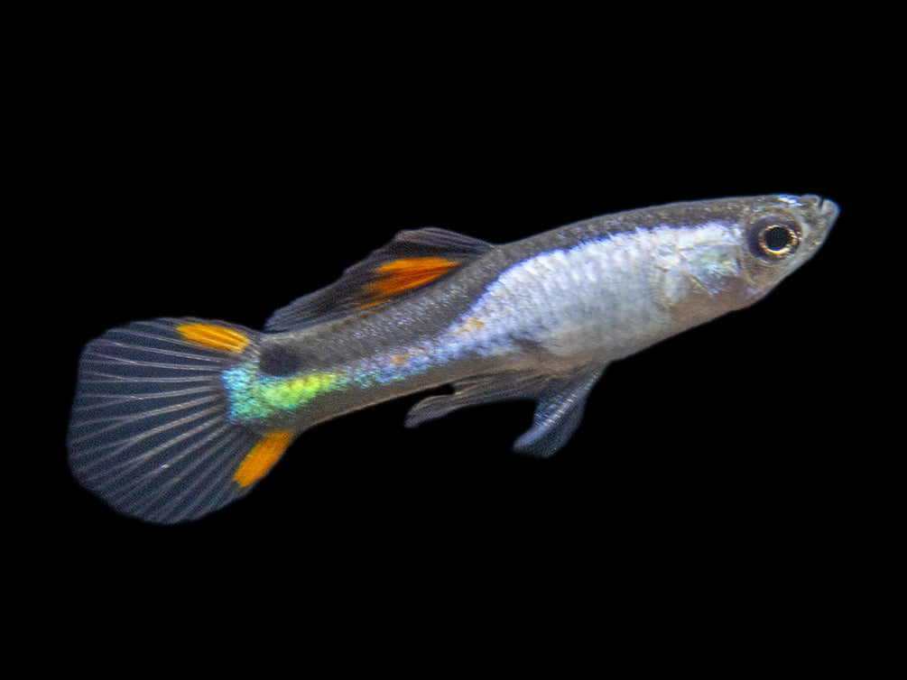 El Silverado Endler’s Livebearer (Poecilia wingei "El Silverado") - Male, Tank-Bred