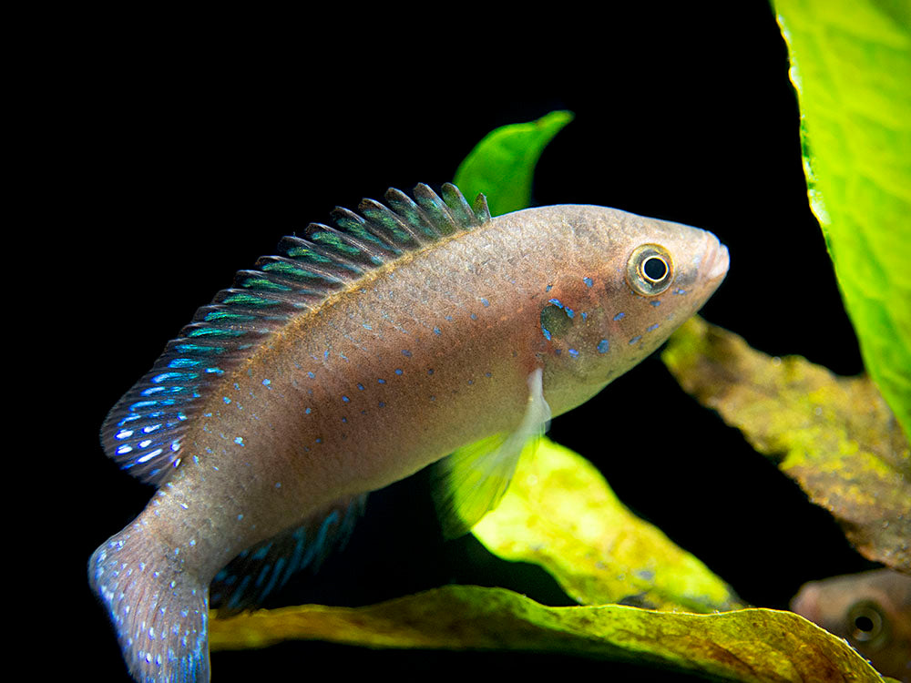Turkana Jewel Cichlid (Hemichromis exsul), Tank-Bred!