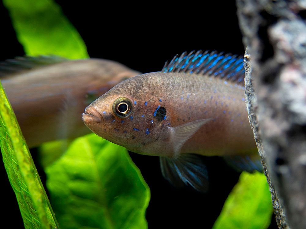 Turkana Jewel Cichlid (Hemichromis exsul), Tank-Bred!