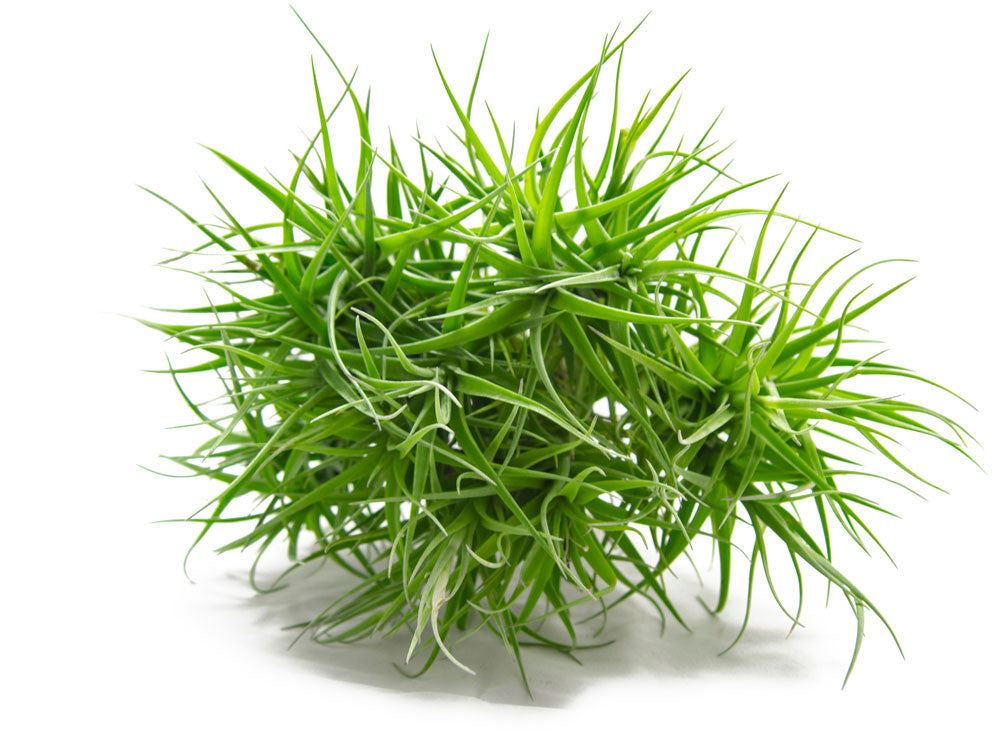 extra large air plants HUGE Air Plant Cluster - 10 to 14 Inches Wide