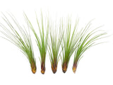 Extra Tall Air Plant Pack - Each Tillandsia 7 or more Inches Tall