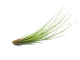 Extra Tall Air Plant Pack - Each Tillandsia 7 or more Inches Tall