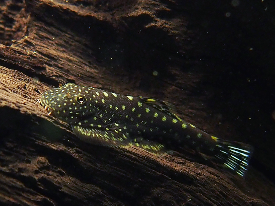 Spotted Borneo Sucker (Gastromyzon punctulatus)