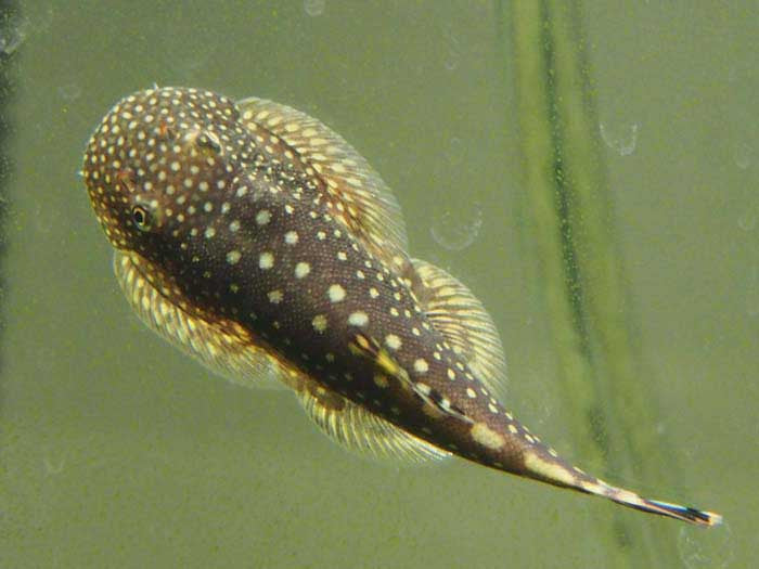 Spotted Borneo Sucker (Gastromyzon punctulatus)