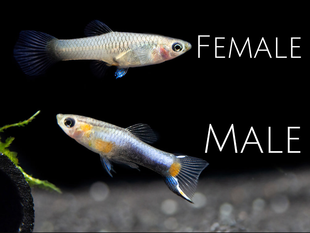 French Blue Star Endler’s Livebearer (Poecilia wingei), Tank-Bred!