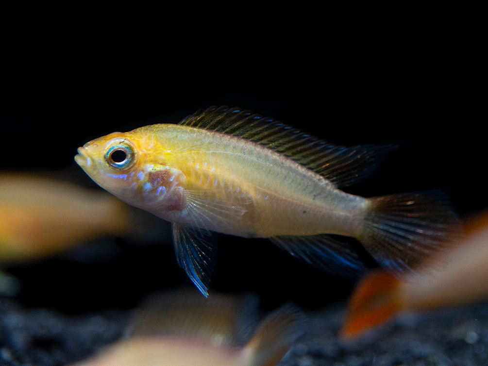 Fire Red Agassizi's Dwarf Cichlid (Apistogramma cf. agassizii) - TANK-BRED!!!