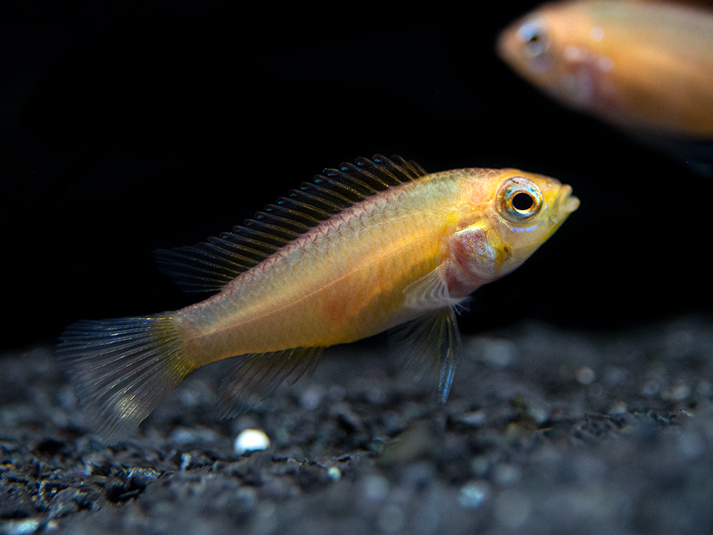 Fire Red Agassizi's Dwarf Cichlid (Apistogramma cf. agassizii) - TANK-BRED!!!