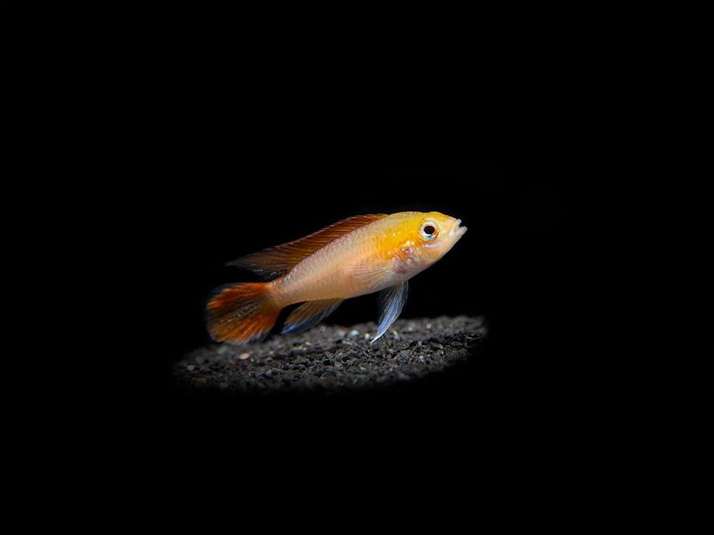 Fire Red Agassizi's Dwarf Cichlid (Apistogramma cf. agassizii) - TANK-BRED!!!