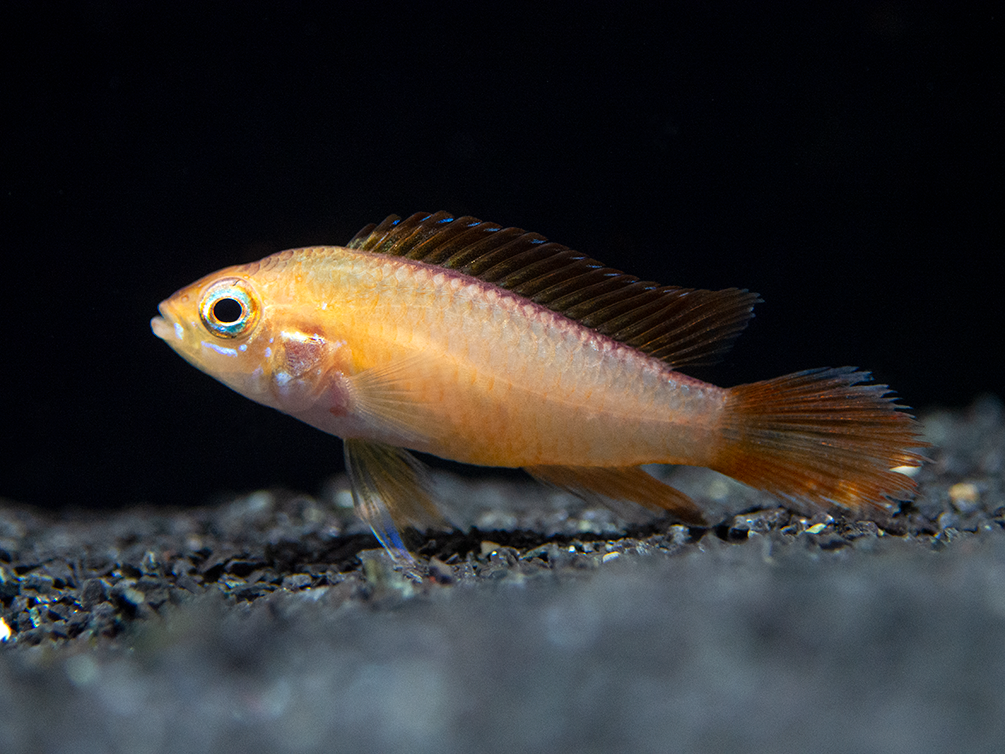 Fire Red Agassizi's Dwarf Cichlid (Apistogramma cf. agassizii) - TANK-BRED!!!