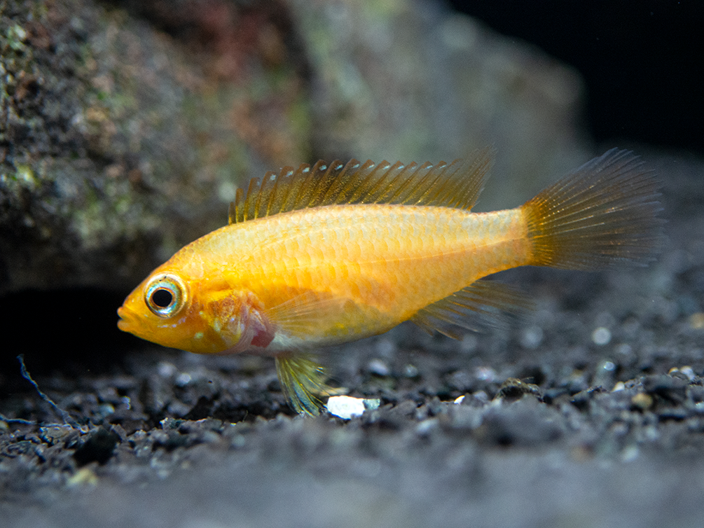 Fire Red Agassizi's Dwarf Cichlid (Apistogramma cf. agassizii) - TANK-BRED!!!