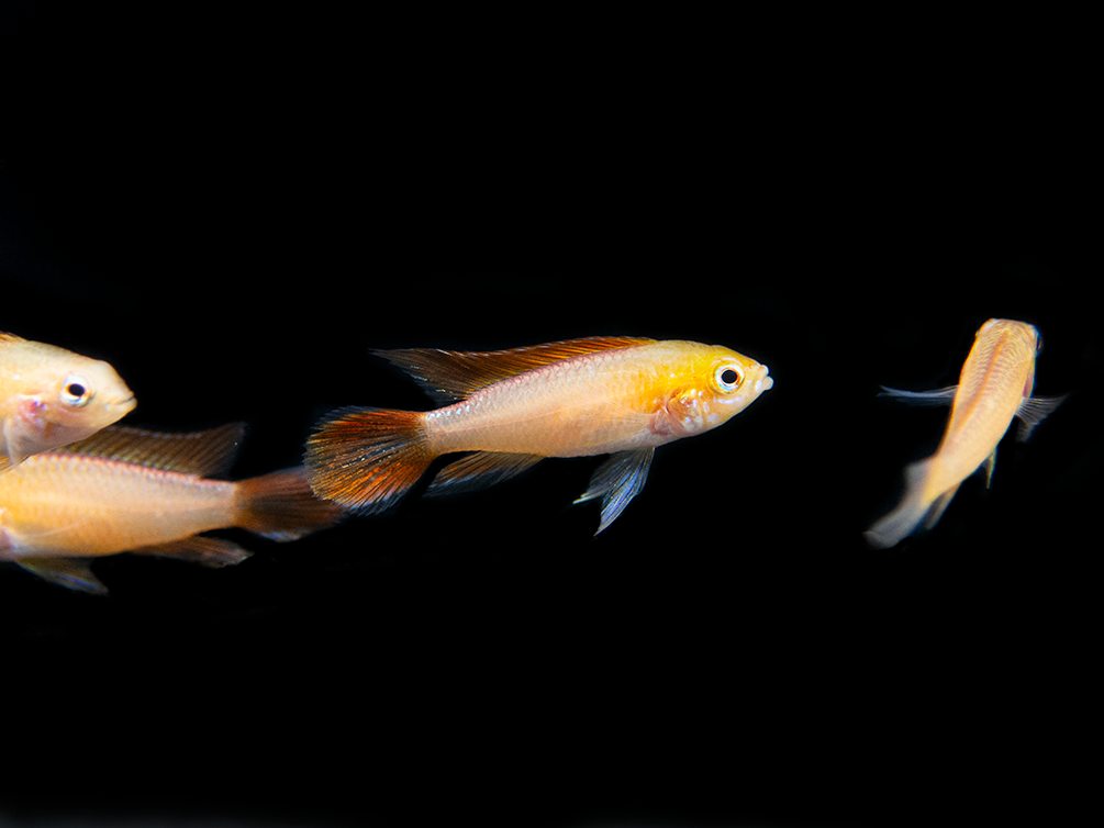 Fire Red Agassizi's Dwarf Cichlid (Apistogramma cf. agassizii) - TANK-BRED!!!