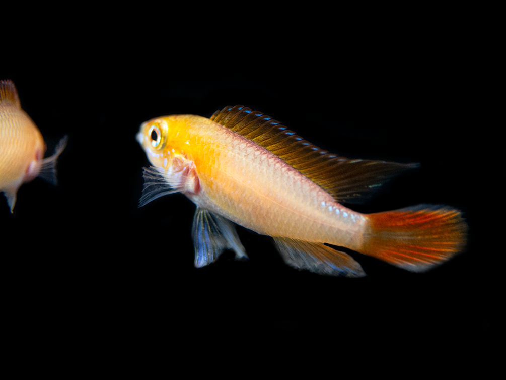 Fire Red Agassizi's Dwarf Cichlid (Apistogramma cf. agassizii) - TANK-BRED!!!