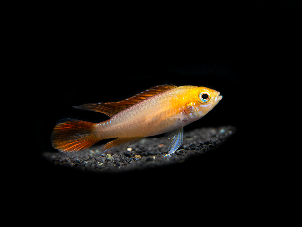 Fire Red Agassizi's Dwarf Cichlid (Apistogramma cf. agassizii) - TANK-BRED!!!