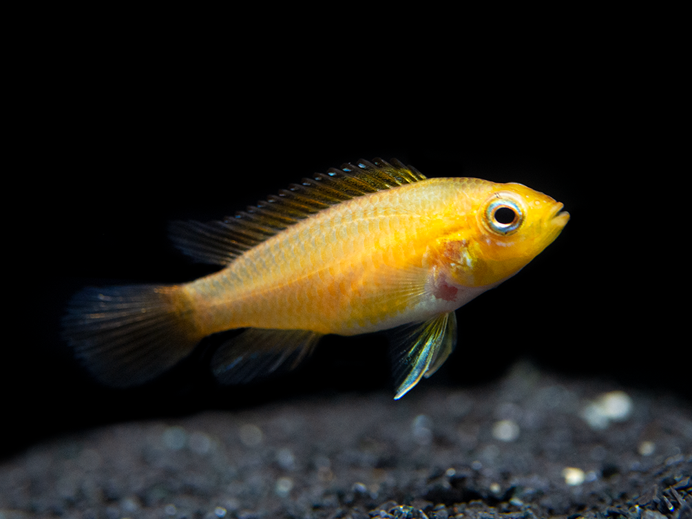 Fire Red Agassizi's Dwarf Cichlid (Apistogramma cf. agassizii) - TANK-BRED!!!