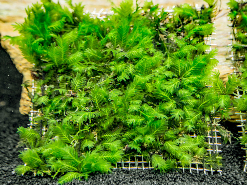 Fissidens Nobilis Moss (Fissidens nobilis) 3 x 3 inch Mat
