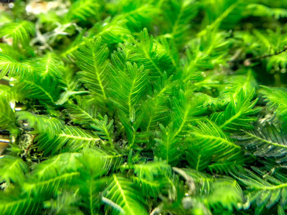 Fissidens Nobilis Moss (Fissidens nobilis) 3 x 3 inch Mat