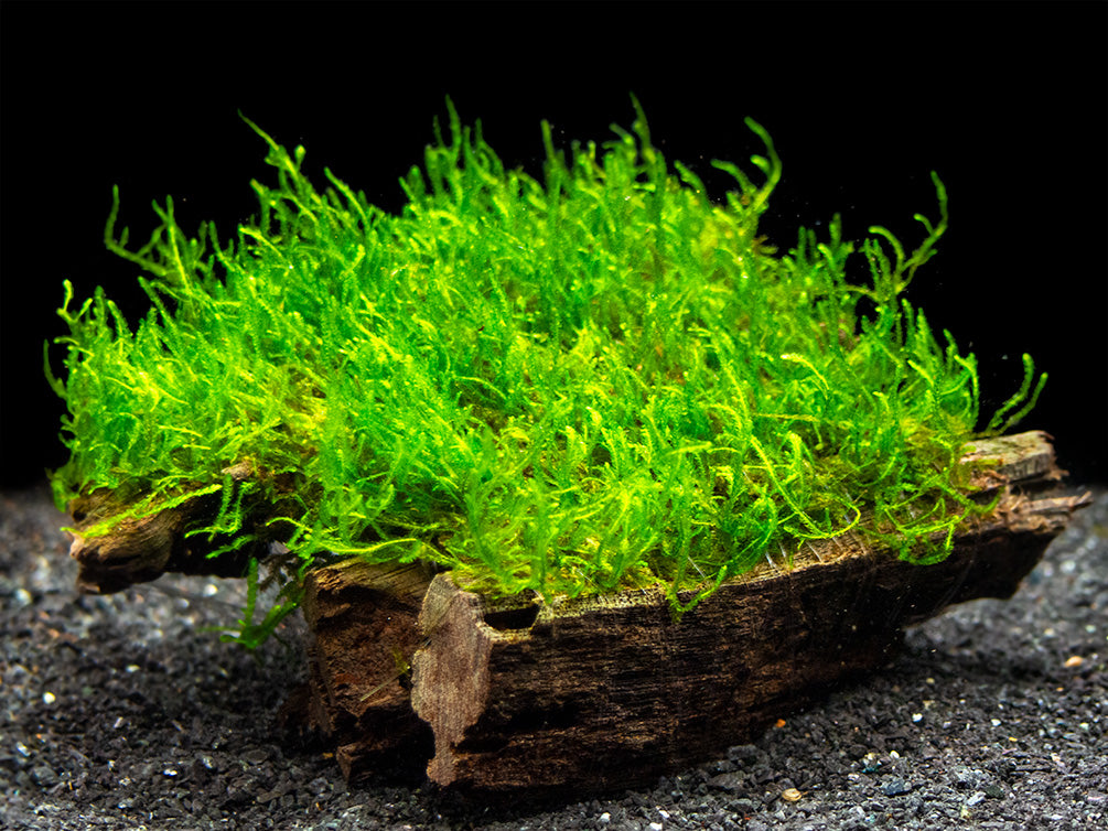 Flame Moss (Taxiphyllum sp.) on 3+ inch Driftwood