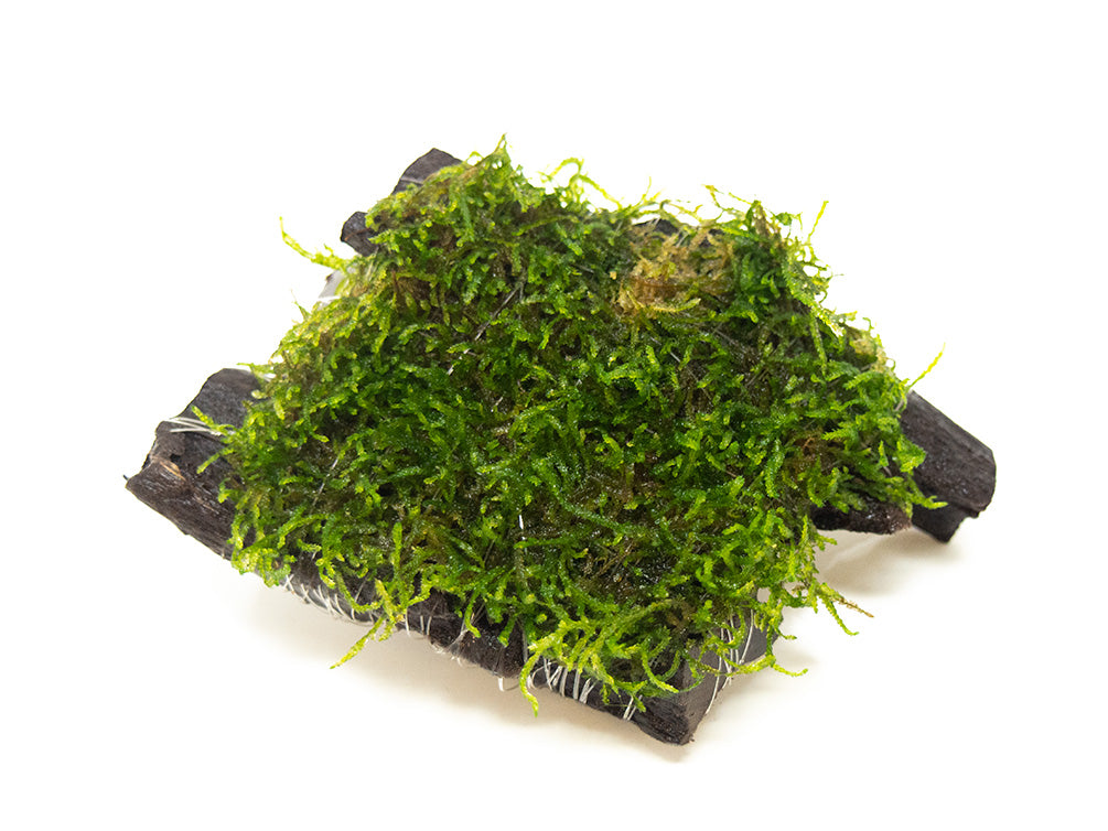 Flame Moss (Taxiphyllum sp.) on 3+ inch Driftwood