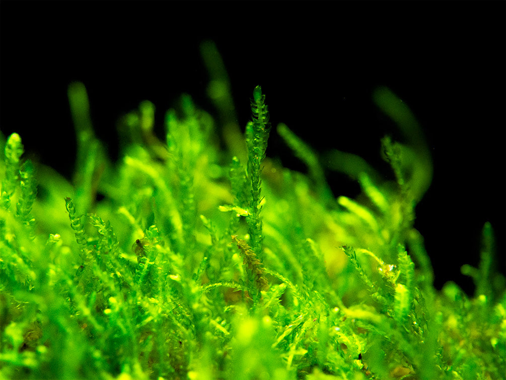 Flame Moss (Taxiphyllum sp.) on 3+ inch Driftwood