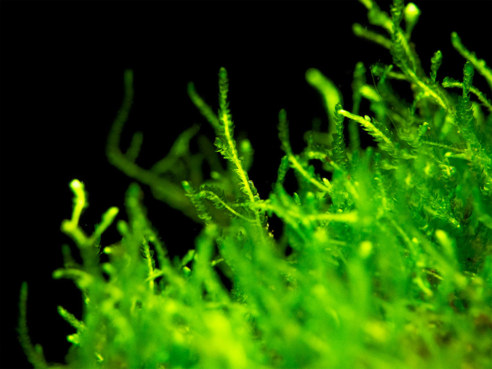 Flame Moss (Taxiphyllum sp.) on 3+ inch Driftwood