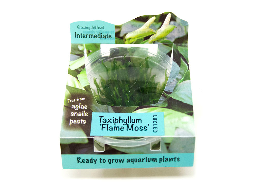 Flame Moss (Taxiphyllum sp. “Flame”) Tissue Culture