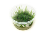 Flame Moss (Taxiphyllum sp. “Flame”) Tissue Culture