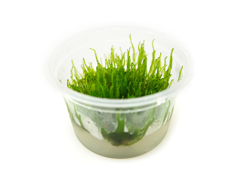 Flame Moss (Taxiphyllum sp. “Flame”) Tissue Culture