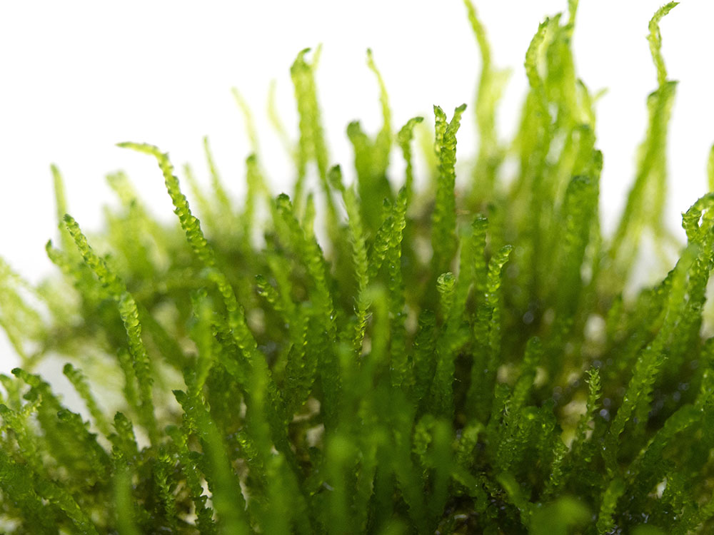 Flame Moss (Taxiphyllum sp. “Flame”) Tissue Culture