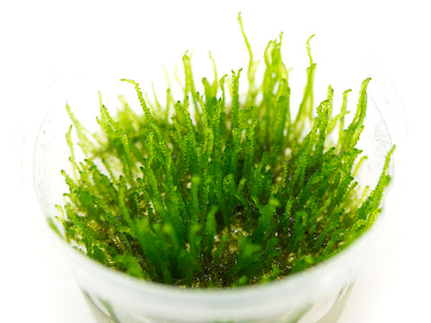 Taxiphyllum Barbieri Java Moss (Tropica Tissue Culture) - GLA Plants