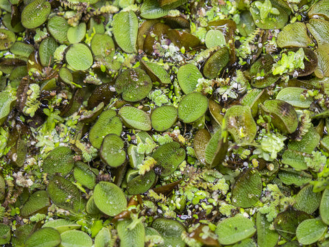Green Buce Plant (Bucephalandra sp.) Tissue Culture