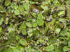 Floating Plant Combo Pack