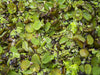 Floating Plant Combo Pack