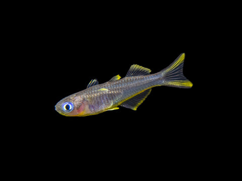 Gold Stripe AKA Gold Laser Cory Catfish (Corydoras sp. CW010), Tank-Bred!