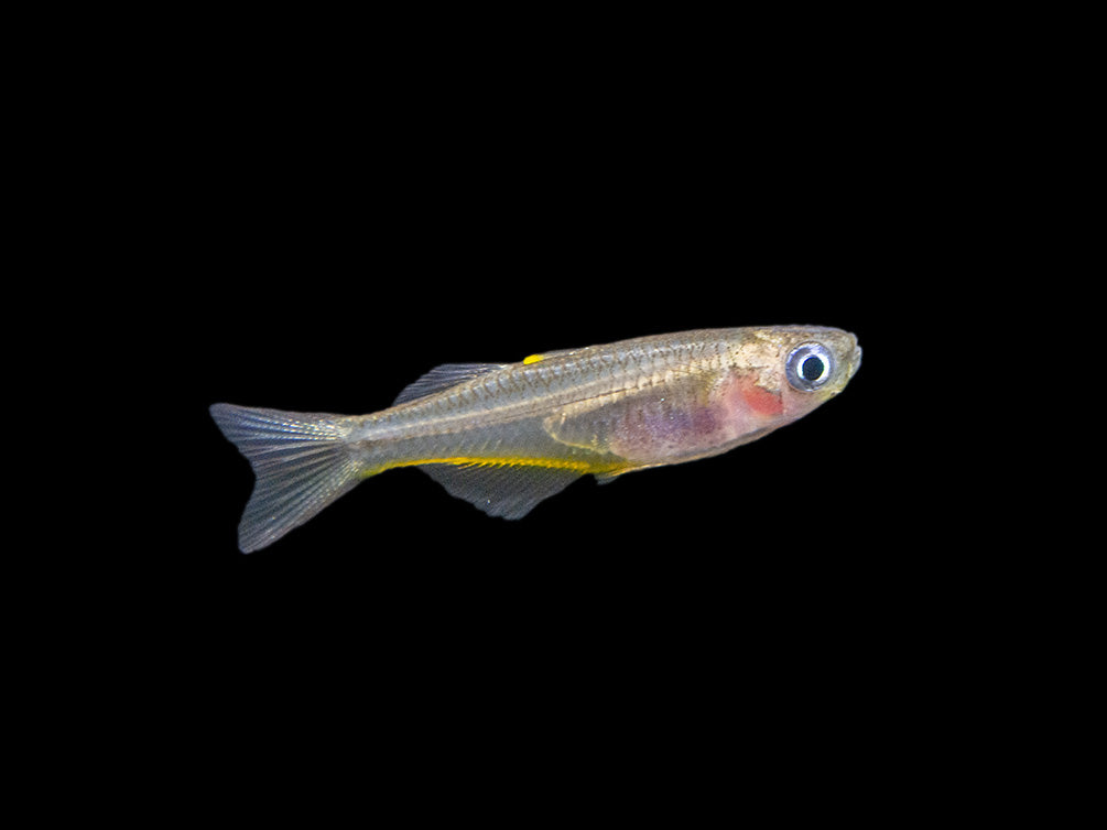 Forktail/Furcata Blue Eye Rainbowfish (Pseudomugil furcatus) - Tank-Bred!