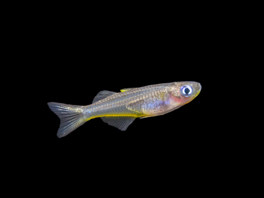 Forktail/Furcata Blue Eye Rainbowfish (Pseudomugil furcatus) - Tank-Bred!