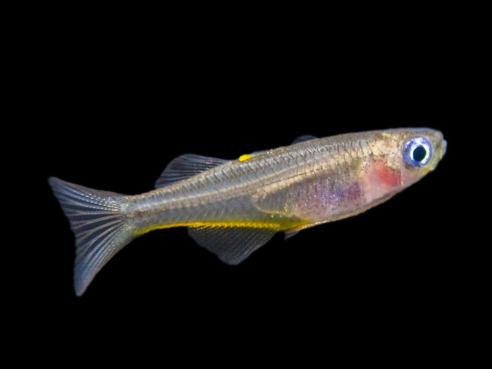 Forktail/Furcata Blue Eye Rainbowfish (Pseudomugil furcatus) - Tank-Bred!