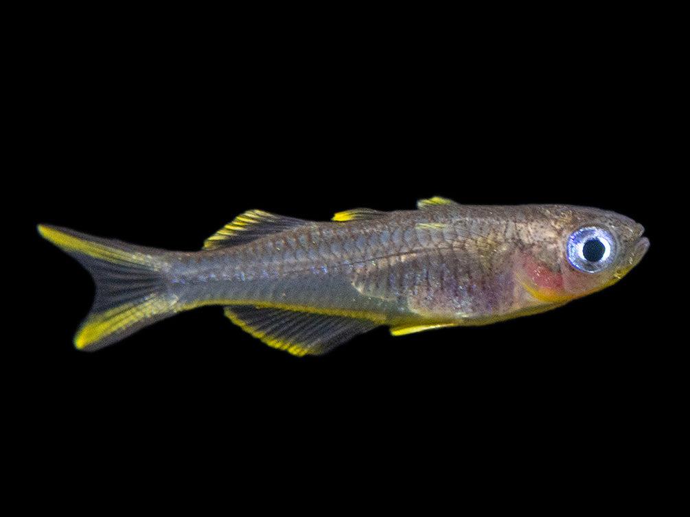 Forktail/Furcata Blue Eye Rainbowfish (Pseudomugil furcatus) - Tank-Bred!