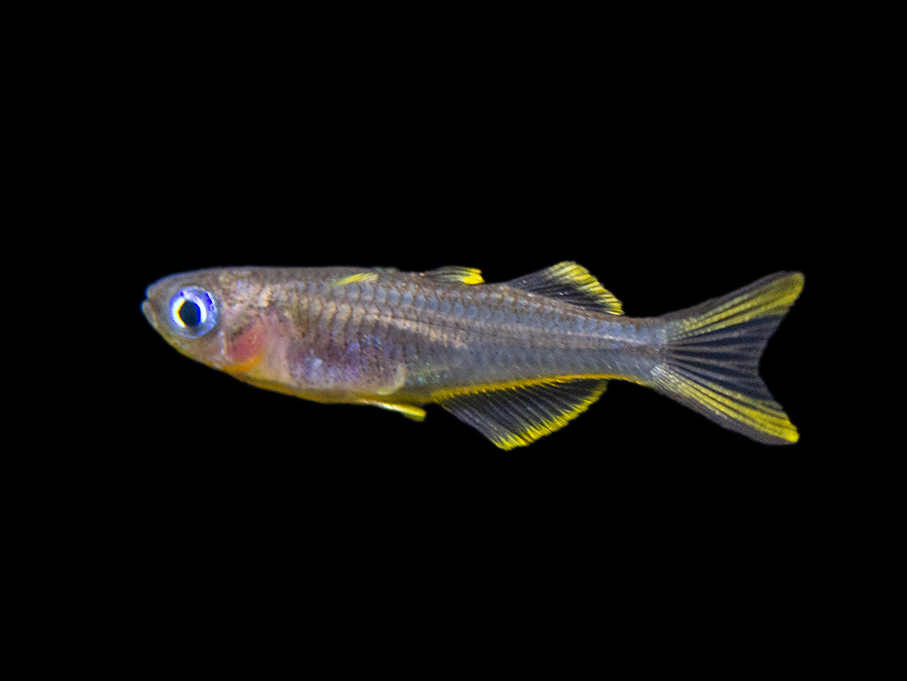 Forktail/Furcata Blue Eye Rainbowfish (Pseudomugil furcatus) - Tank-Bred!