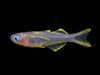 Forktail/Furcata Blue Eye Rainbowfish (Pseudomugil furcatus) - Tank-Bred!