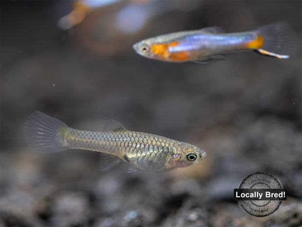 French Blue Star Endler’s Livebearer (Poecilia wingei), Locally Bred!