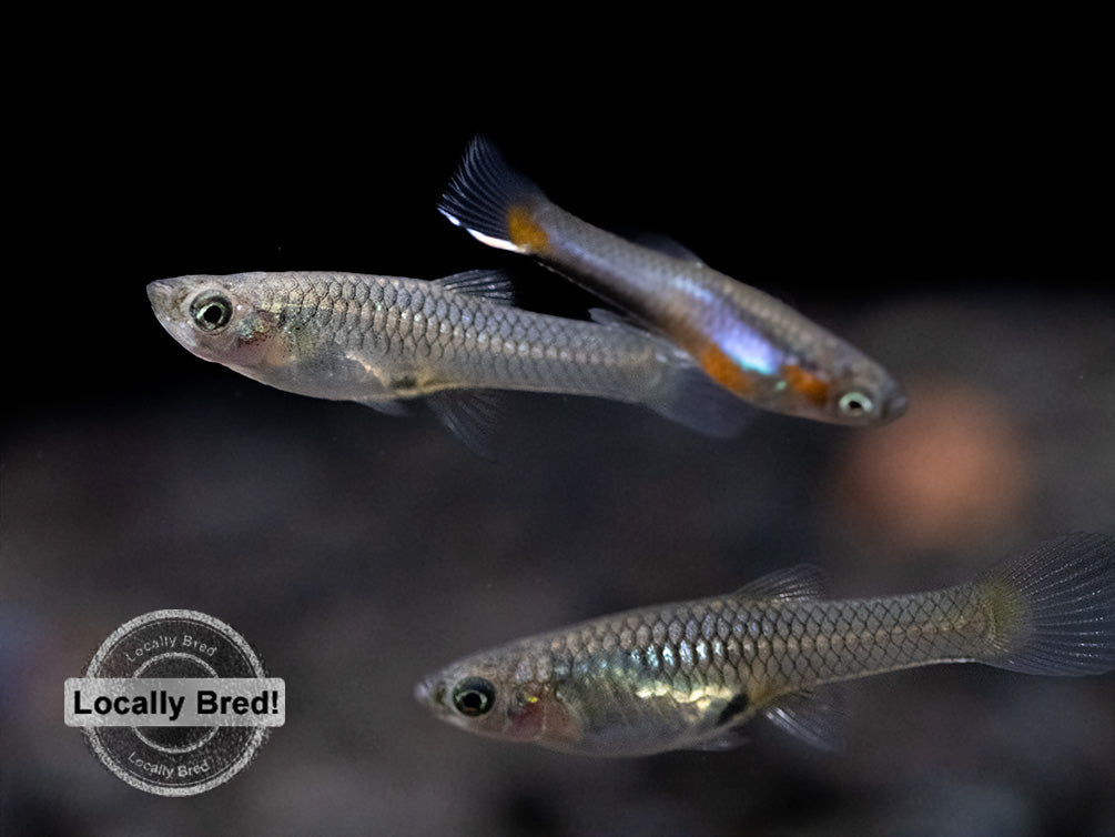 French Blue Star Endler’s Livebearer (Poecilia wingei), Locally Bred!