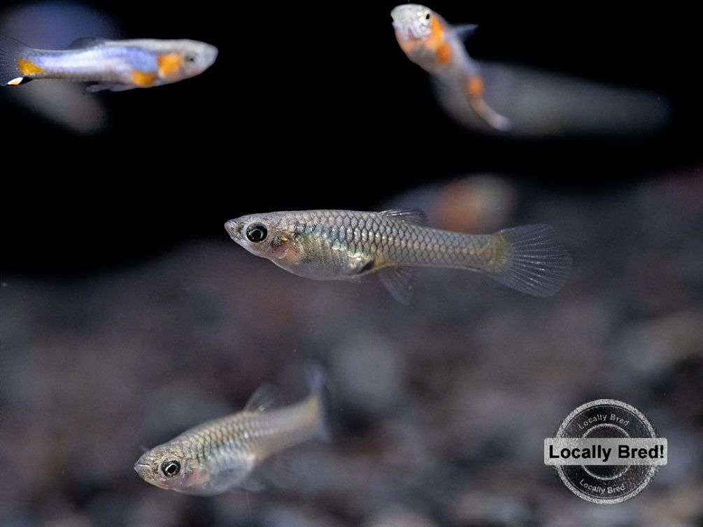 French Blue Star Endler’s Livebearer (Poecilia wingei), Locally Bred!