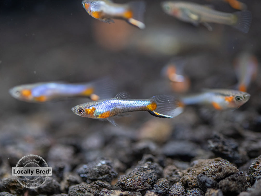 French Blue Star Endler’s Livebearer (Poecilia wingei), Locally Bred!